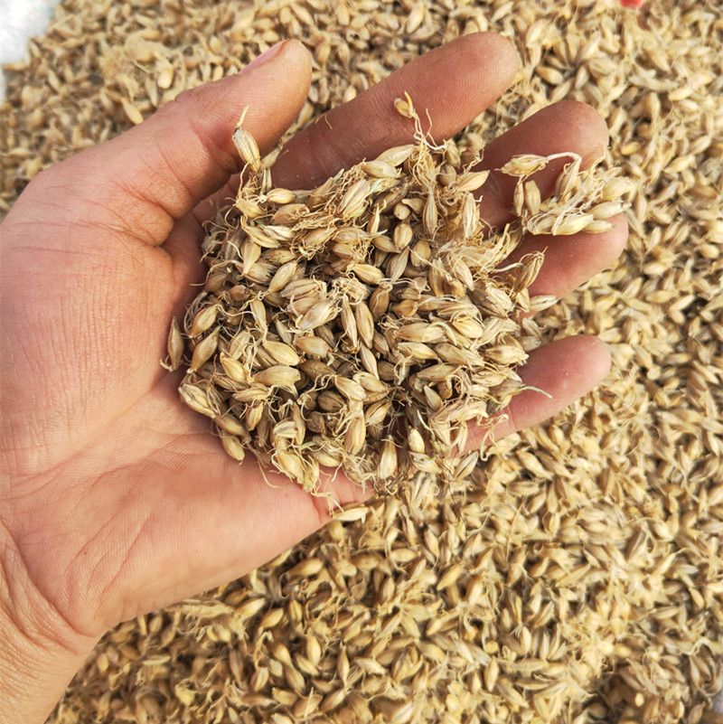 批发供应优质中药材 麦芽、大麦芽、生麦芽、大麦毛